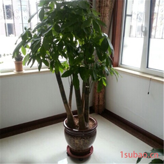 花盆轮托 钢化轮托厂家 塑料托盘 存水托盘 专业制造，保证质量图6