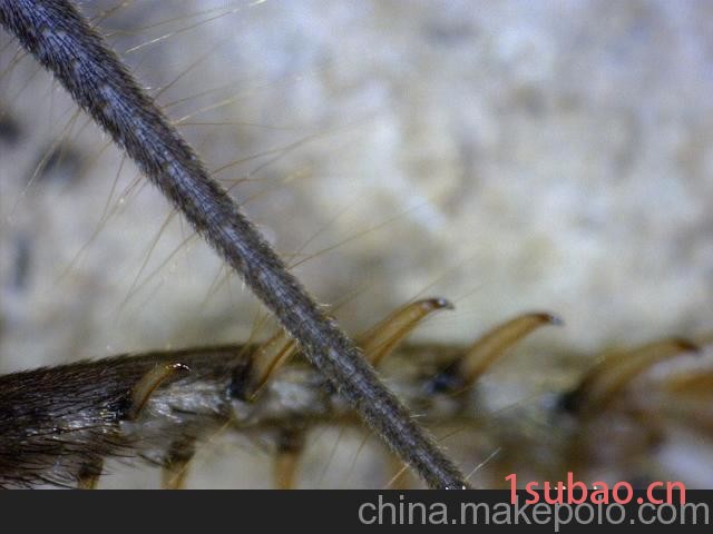 供应AM4013TL手持式数码USB显微镜台湾迪光Dino-Lite图6