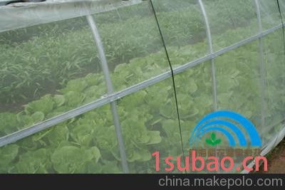 福州闽侯永泰连江平潭罗源长乐大棚抗老化防虫网养殖网白纱防鸟网图4
