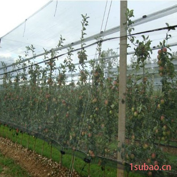 【防虫网】25目防虫网 30目防虫网 遮阳网防虫网 果树防虫网 果苗防虫网图4
