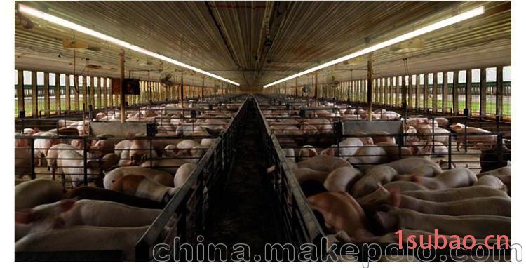 河北动物专用灯_河北动物生长灯图4