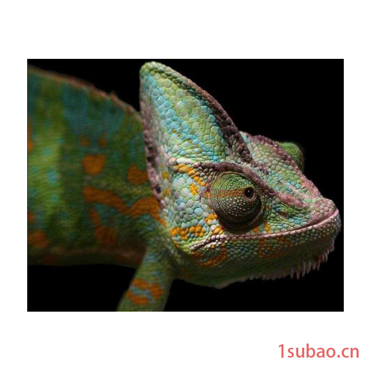 赫尔纳-供应德国KE彩色密度计Chameleon图4
