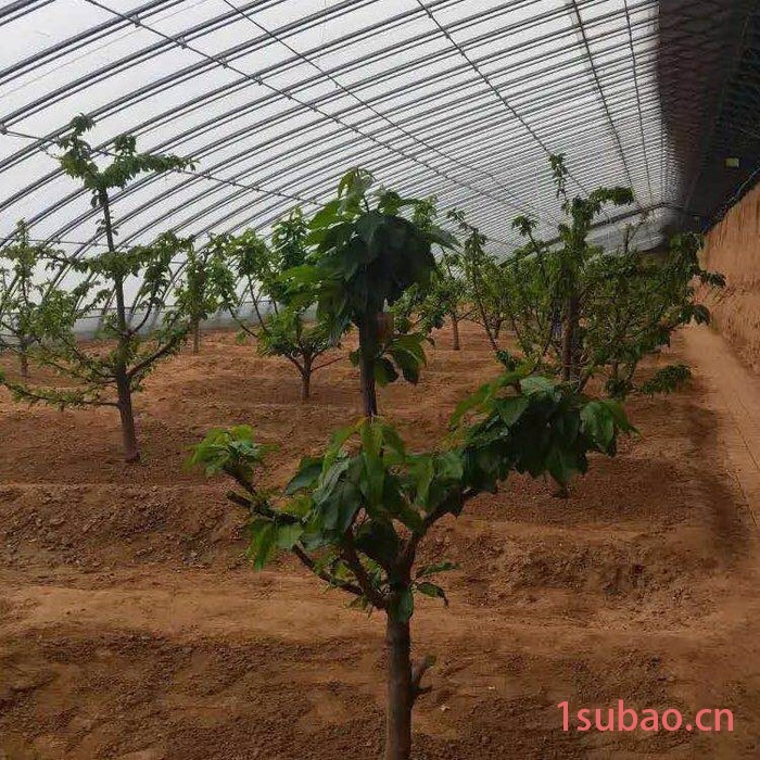 安装枣树大棚 大棚骨架 大棚配件 大棚膜 盈浩大棚管材料图3