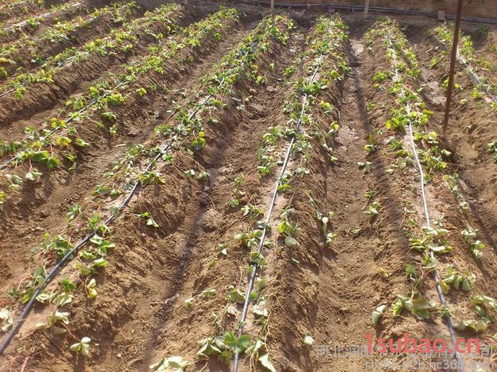 河北润田 霈泽大棚滴灌   温室草莓滴灌管厂家   大棚膜下滴灌带价格