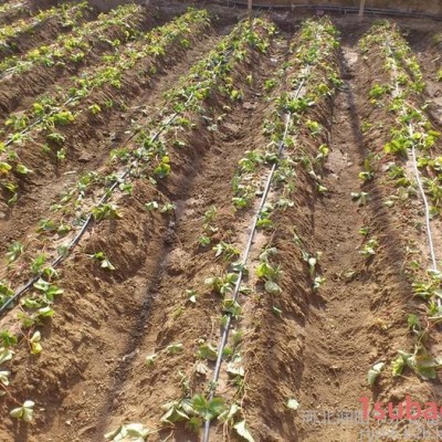 河北润田 霈泽大棚滴灌   温室草莓滴灌管厂家   大棚膜下滴灌带价格