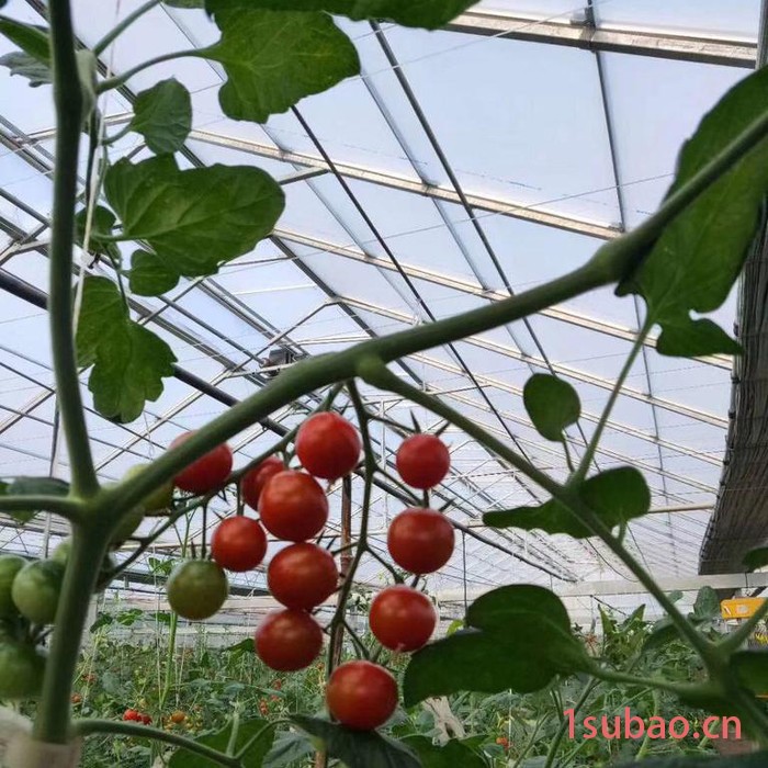 养殖大棚 黑白膜大棚膜图5