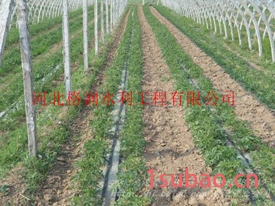 山西大棚膜下蔬菜滴管带 大棚膜下滴灌带厂家图8