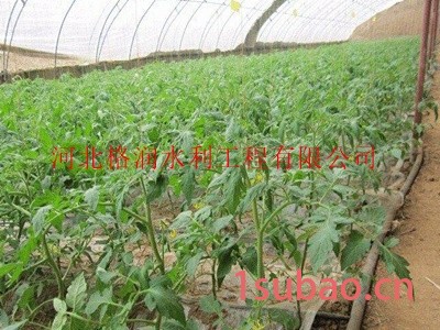山西大棚膜下蔬菜滴管带 大棚膜下滴灌带厂家图7