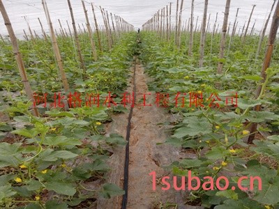 山西大棚膜下蔬菜滴管带 大棚膜下滴灌带厂家图3