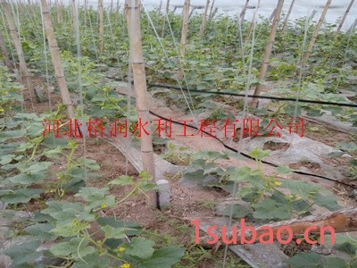 山西大棚膜下蔬菜滴管带 大棚膜下滴灌带厂家图4