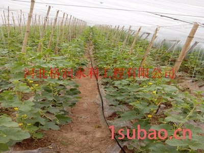 山西大棚膜下蔬菜滴管带 大棚膜下滴灌带厂家图6