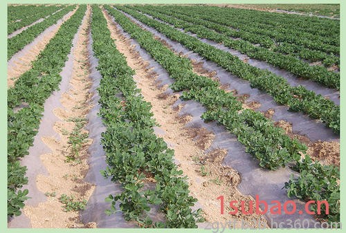 保定供应0.2-4米,厚度0.01~0.02mm 聚乙烯吹塑地面覆盖膜 地膜 银黑地膜 黑色地膜 流滴地膜 小拱棚膜