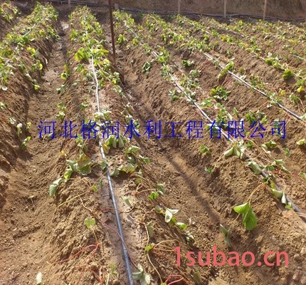 河南大棚膜下蔬菜滴灌管 滴灌管批发/采购图7