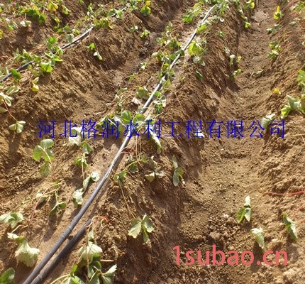 河南大棚膜下蔬菜滴灌管 滴灌管批发/采购图2