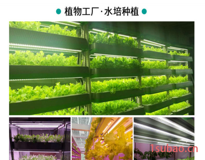 LED植物灯-LED植物生长灯-t8植物生长灯管0.6米9W植物灯管18w双排植物灯管蓝莓补光灯生长灯图3