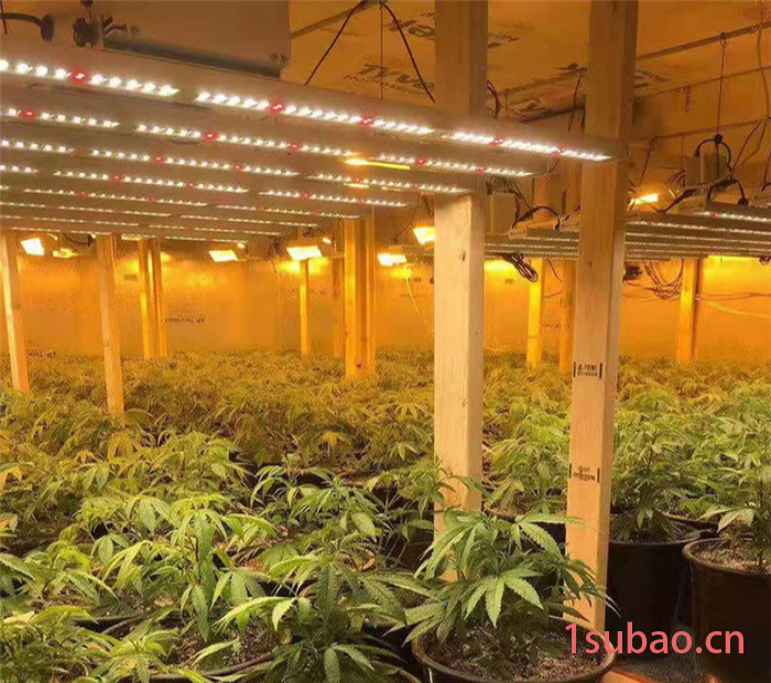 led植物灯厂家供应400W药材植物灯 药材补光灯 药材生长灯图2