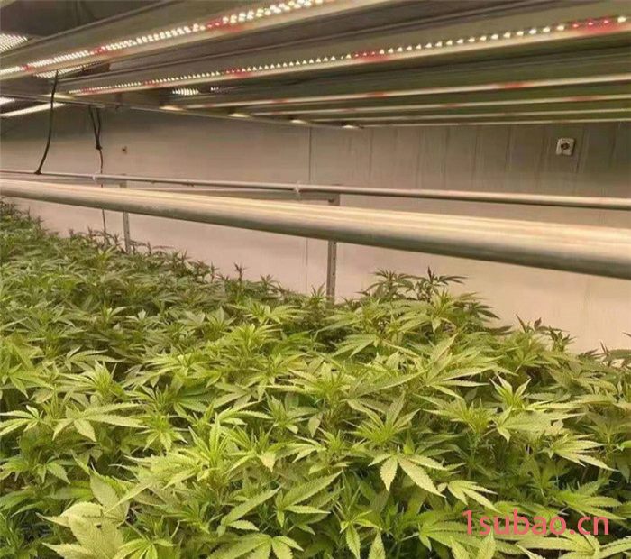 led植物灯厂家供应400W药材植物灯 药材补光灯 药材生长灯图3
