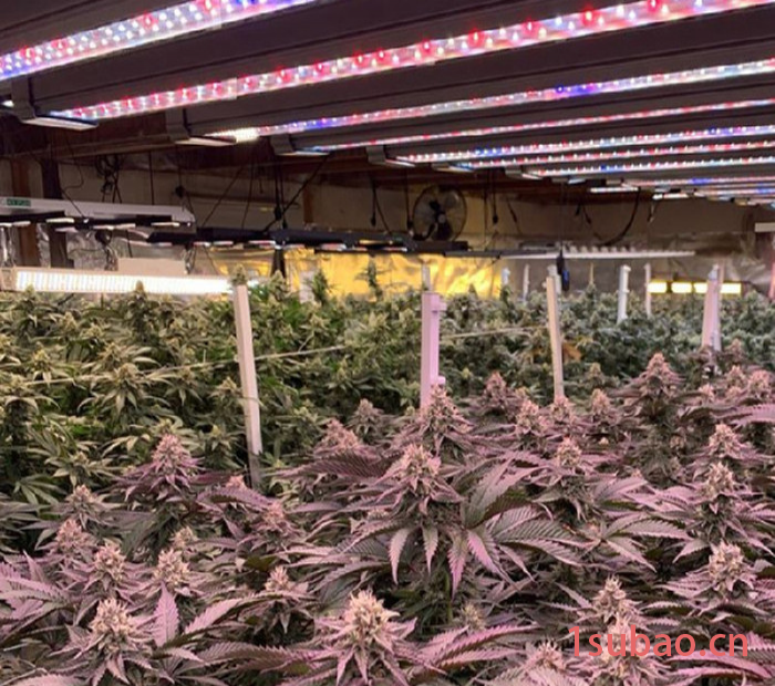 led植物灯厂家供应400W药材植物灯 药材补光灯 药材生长灯图4