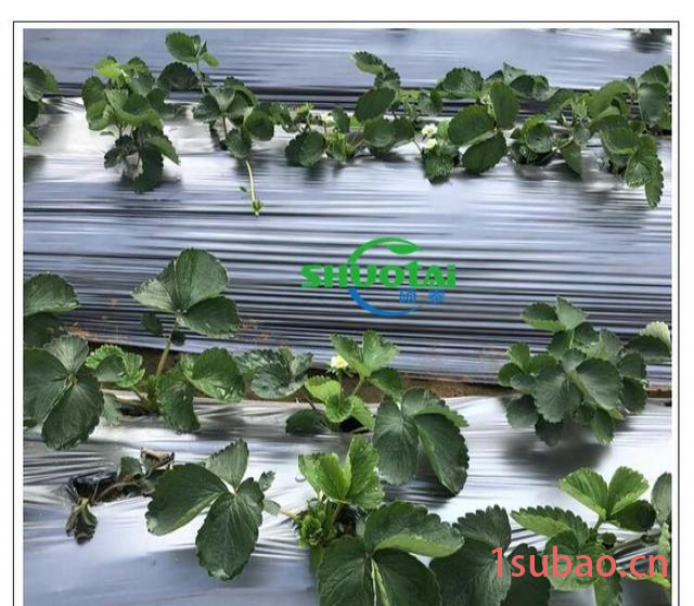 东莞地膜生产厂家供应黑色除草地膜黑色耐老化果树锄草农膜定做图5