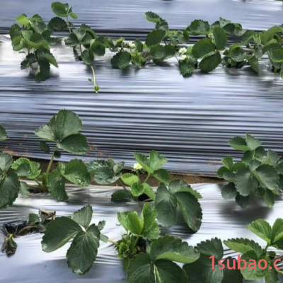 东莞地膜生产厂家供应黑色除草地膜黑色耐老化果树锄草农膜定做