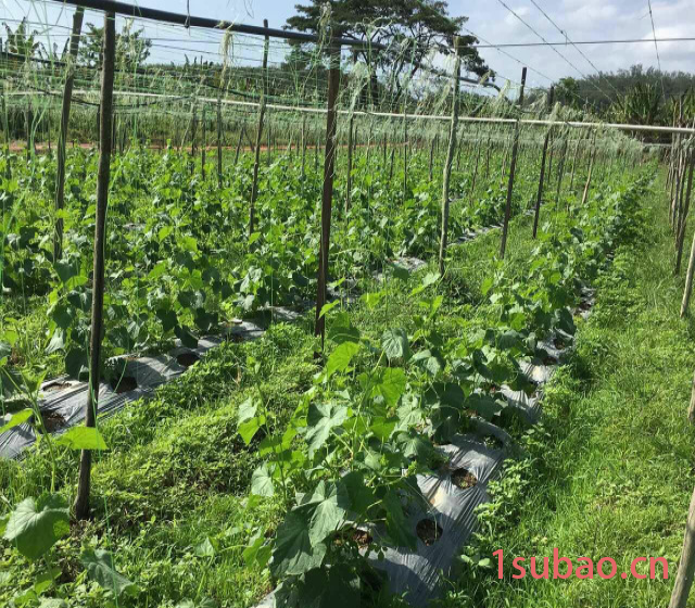 东莞农膜生产厂家供应全生物降解地膜可降解地膜除草膜定做图4