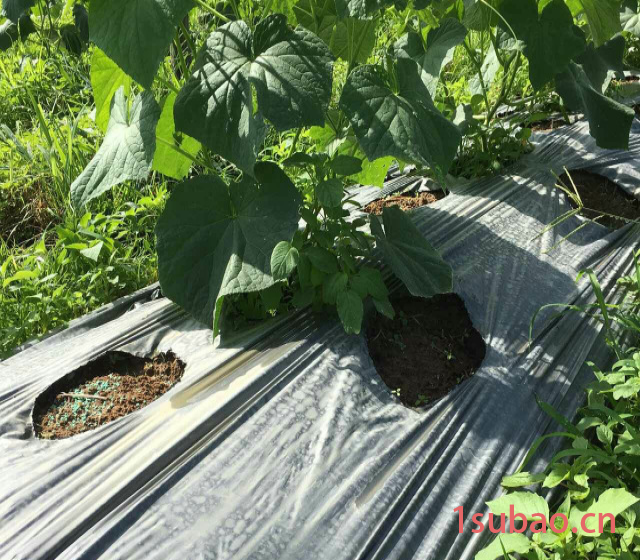 东莞农膜生产厂家供应全生物降解地膜可降解地膜除草膜定做图2
