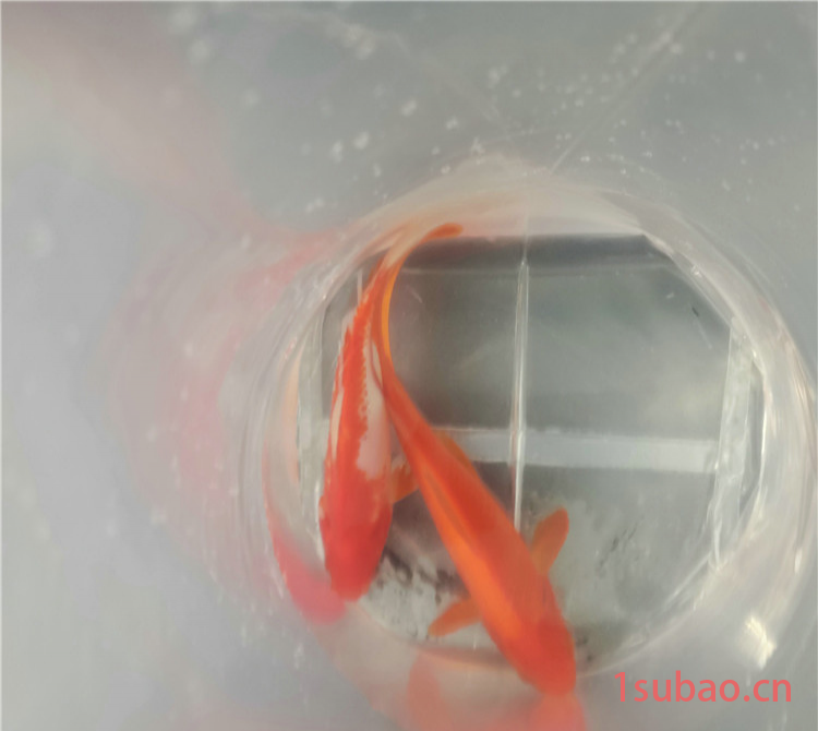 卓昌 充氧手提袋 水产平口塑料袋 欢迎订购图3