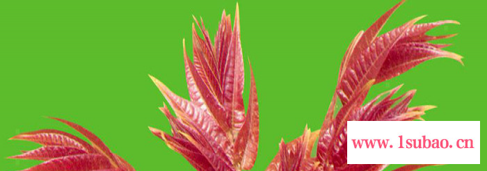 北大**LED植物生长灯/LED植物生长调节灯/防水/方形面板灯图3