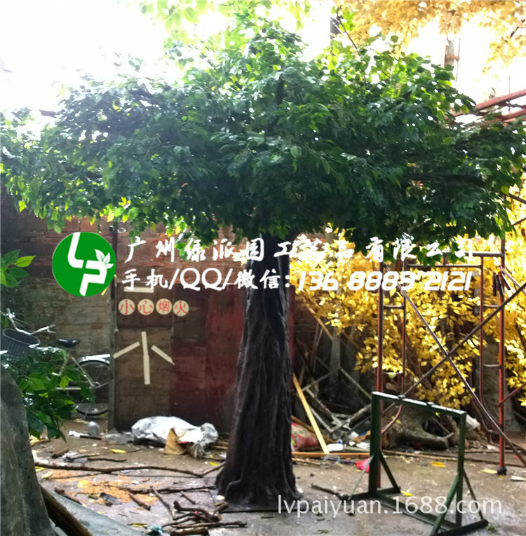 绿派园榕树183