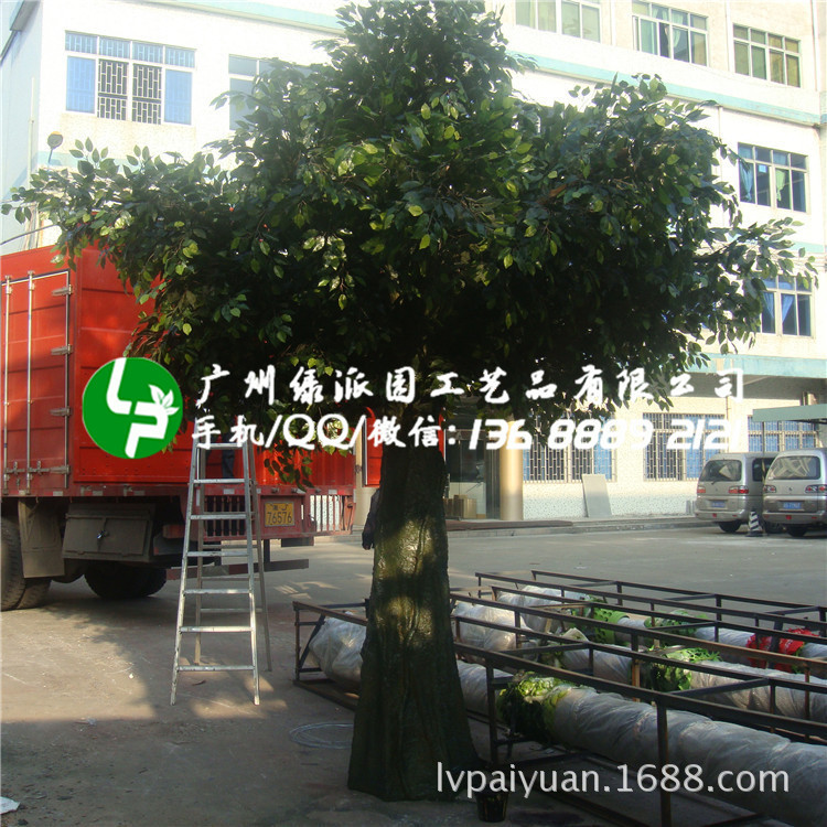 绿派园榕树218