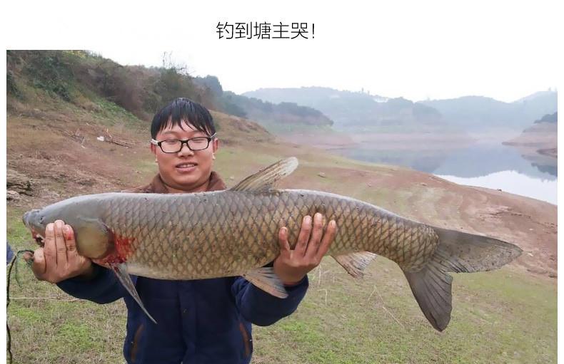 龙王恨升级野战蓝鲫香腥型鱼饵搓拉饵台钓鲫鱼鲤鱼饵料