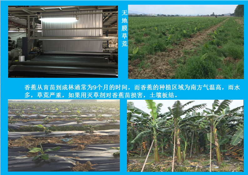 广东农用地膜生产厂家供应加厚蓝莓地膜银色反光除草地膜批发示例图14