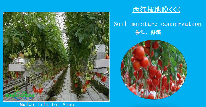 广东农用地膜生产厂家供应加厚蓝莓地膜银色反光除草地膜批发示例图7