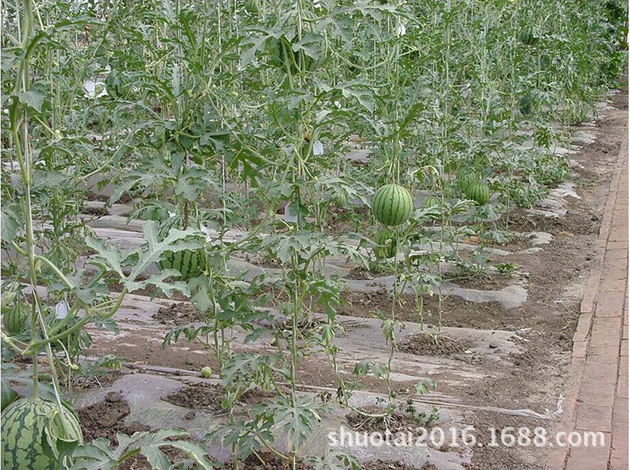 东莞农膜生产厂家供应全生物降解地膜可降解地膜除草膜定做示例图3