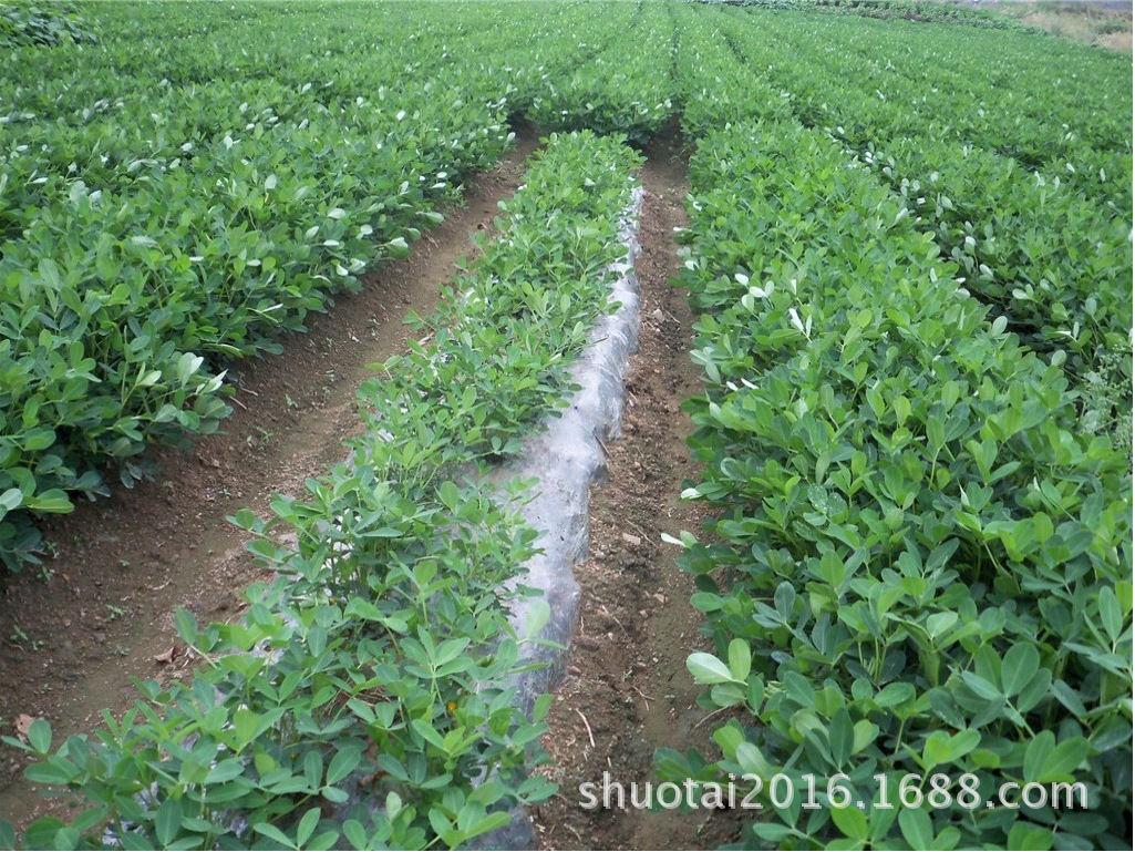 东莞农膜生产厂家供应全生物降解地膜可降解地膜除草膜定做示例图5