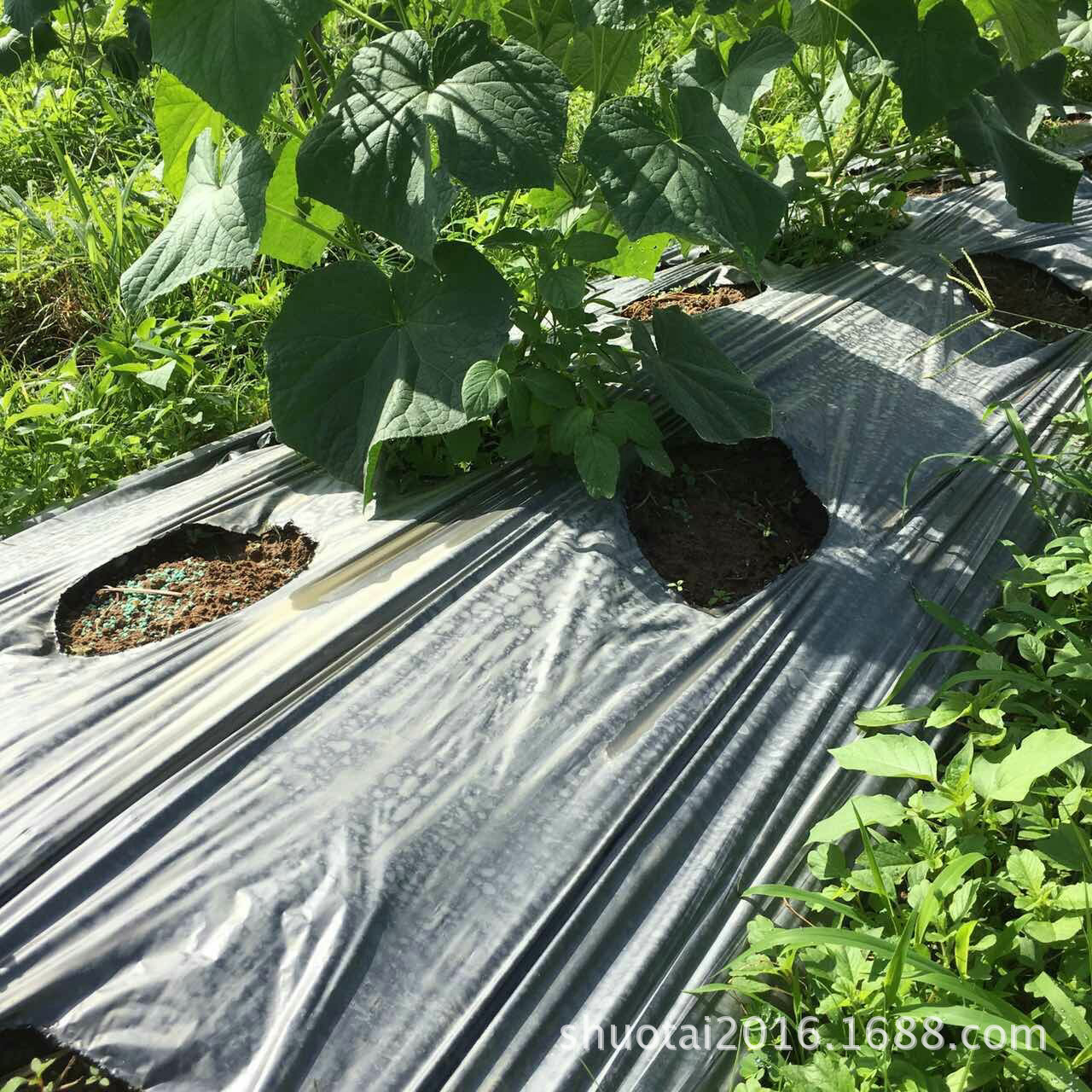 东莞降解地膜生产厂家供应可降解银黑双色地膜银色反光地膜定做示例图13