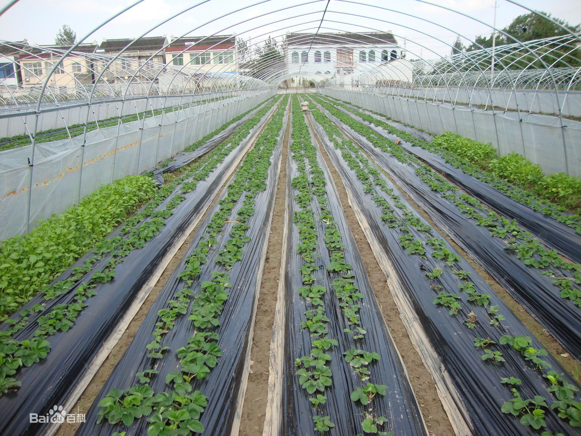 东莞地膜生产厂家供应黑色除草地膜黑色耐老化果树锄草农膜定做示例图13