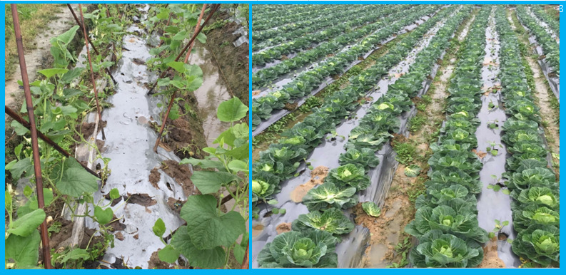 广东地膜生产厂家批发银黑锄草地膜加厚果树除草膜定做示例图2