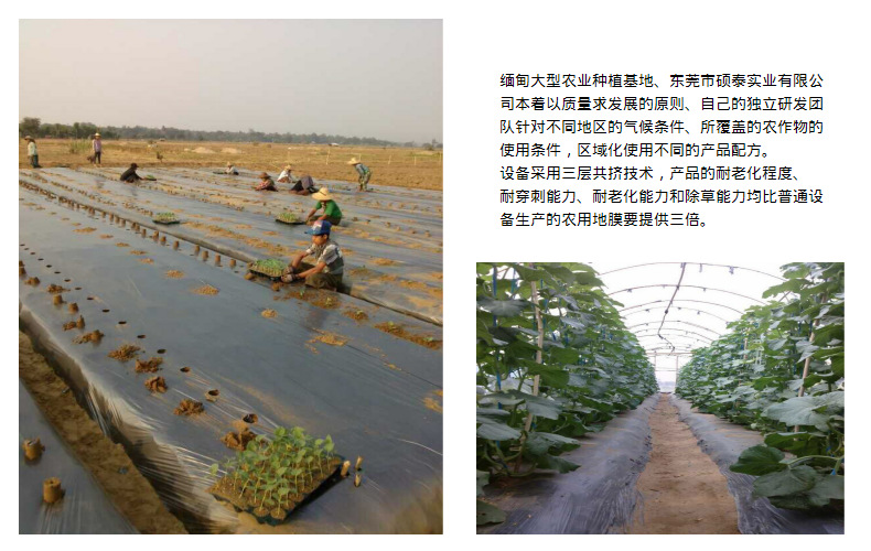 广东地膜生产厂家批发银黑锄草地膜加厚果树除草膜定做示例图19