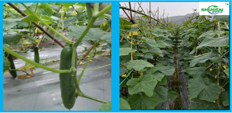 东莞地膜生产厂供应黑色耐老化地膜西红柿种植除草膜批发地膜定做示例图6