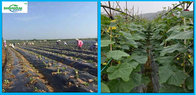 广东地膜生产厂家供应黑色地膜加厚黑色除草膜定做0.02X1米示例图10