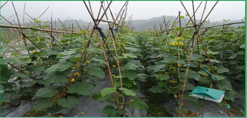 广东地膜膜厂家供应银黑色除草地膜防蚜虫耐老化银灰反光地膜批发示例图6