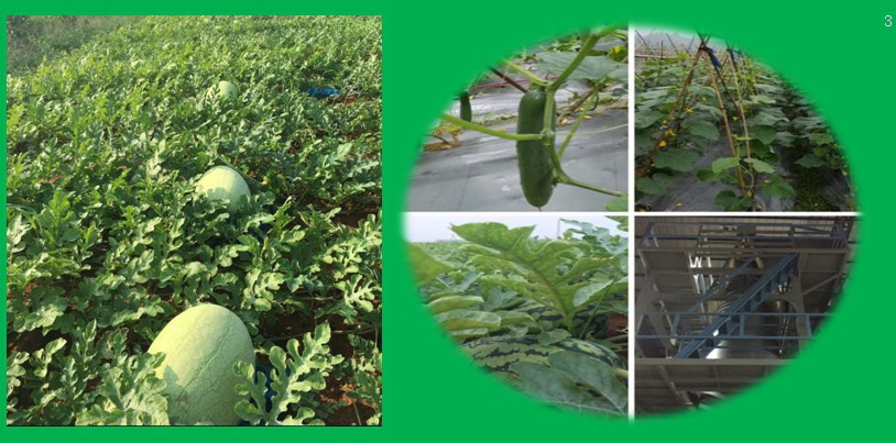广东地膜膜厂家供应银黑色除草地膜防蚜虫耐老化银灰反光地膜批发示例图7