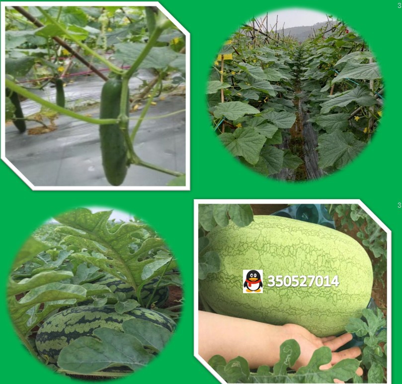 广东地膜膜厂家供应银黑色除草地膜防蚜虫耐老化银灰反光地膜批发示例图5