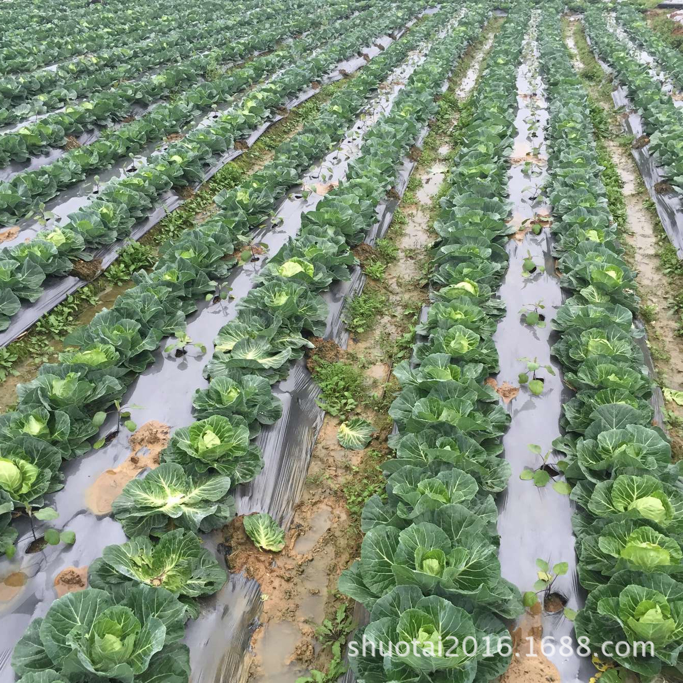 广东地膜膜厂家供应银黑色除草地膜防蚜虫耐老化银灰反光地膜批发示例图12