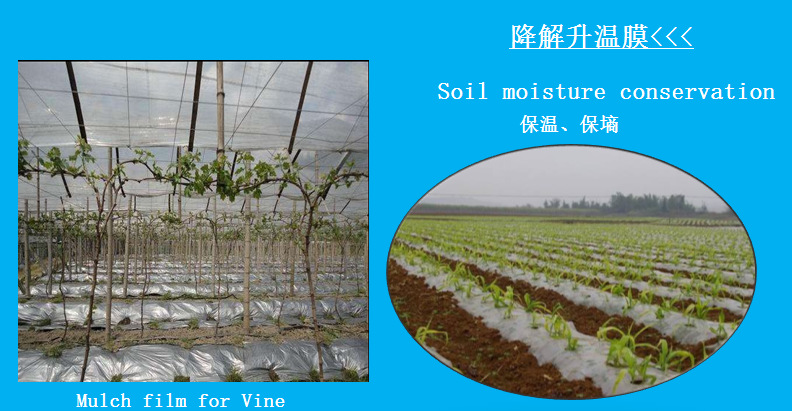 地膜生产厂家供应银黑双色地膜耐老化除草地膜批发果树地膜示例图13