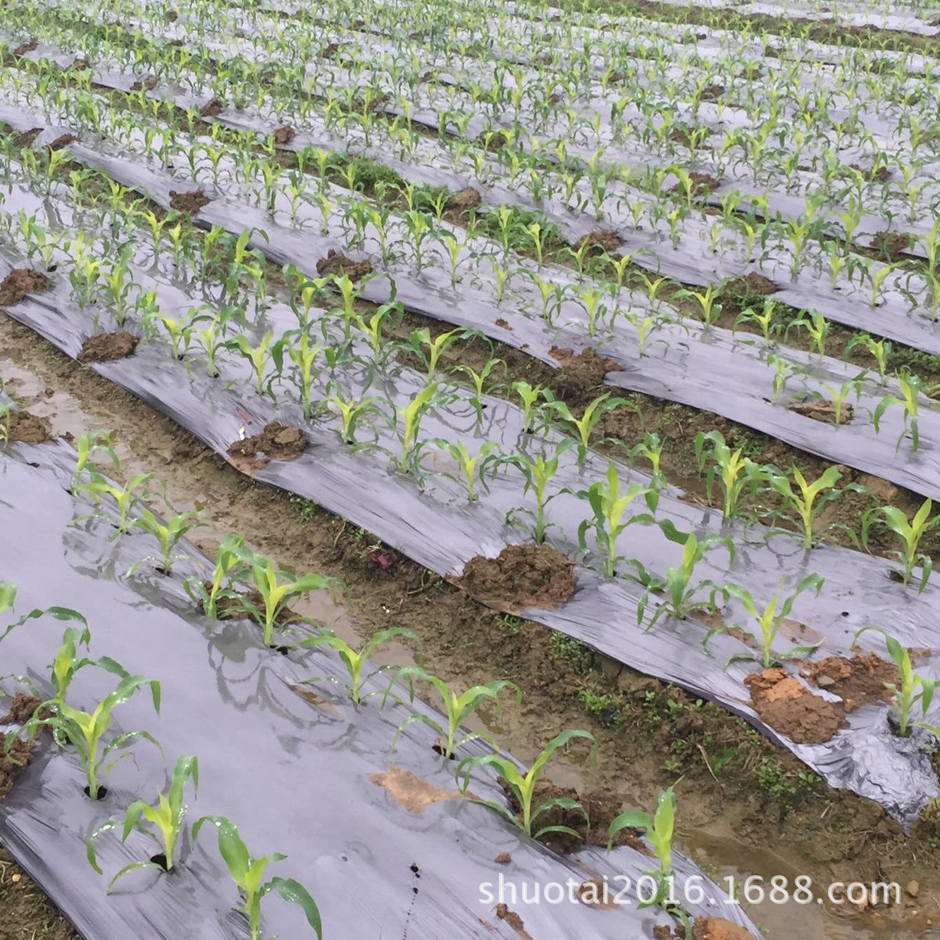 地膜生产厂家供应银黑双色地膜耐老化除草地膜批发果树地膜示例图11