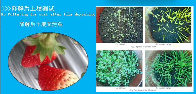 农用薄膜生产厂家供应银黑色地膜加厚耐老化地膜牛大力地膜定做示例图20