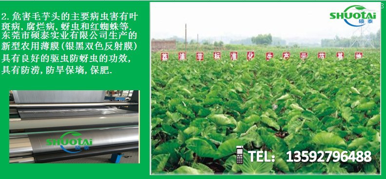 农用薄膜生产厂家供应银黑色地膜加厚耐老化地膜牛大力地膜定做示例图2