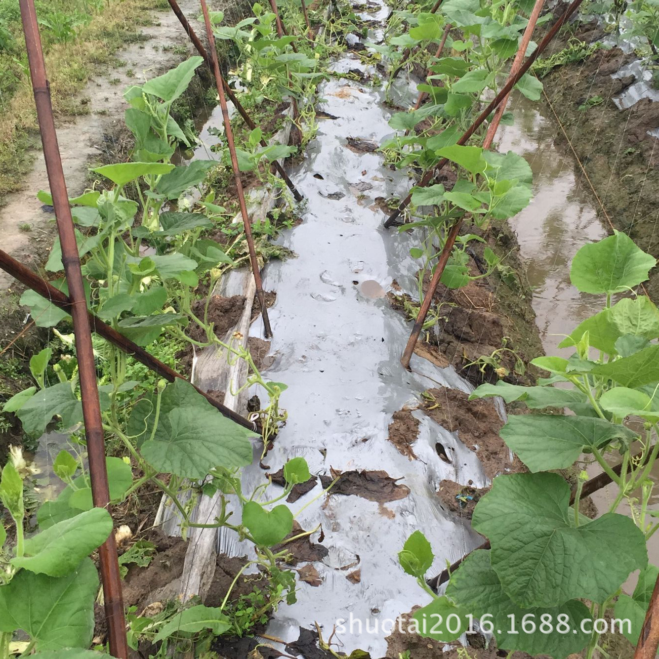 耐老化全新料黑色锄草地膜加厚灭草地膜广东专业农膜生产厂家直销示例图8